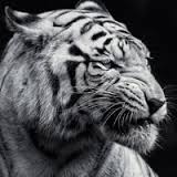 Ю_Тутайкина