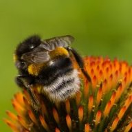 Стряпихина Л