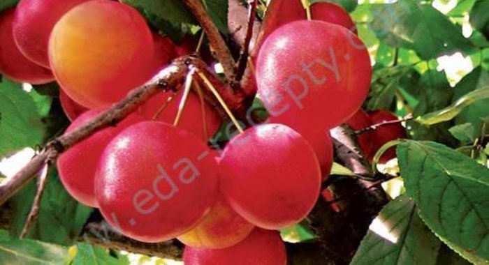 Компот из алычи на зиму