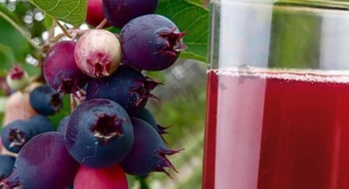 Компот из ирги