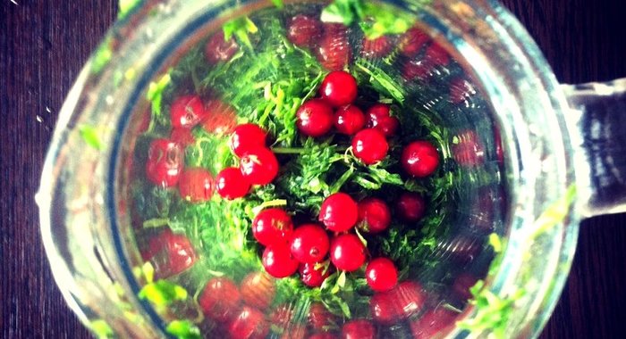 Щавелевый лимонад с красной смородиной