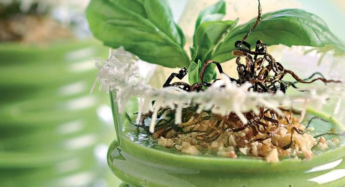 Зеленый мусс с хрустящими цукини и пармезаном