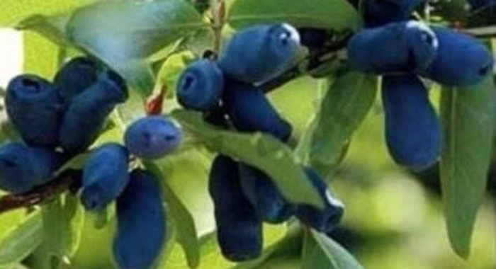 Компот из жимолости на зиму