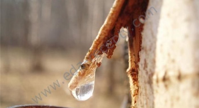 Березовое вино