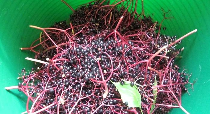 Компот из бузины