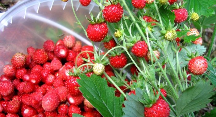 Компот из земляники на зиму