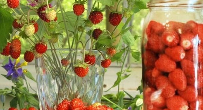 Компот из лесной земляники на зиму