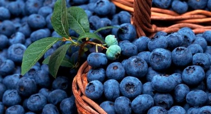 Компот из голубики на зиму