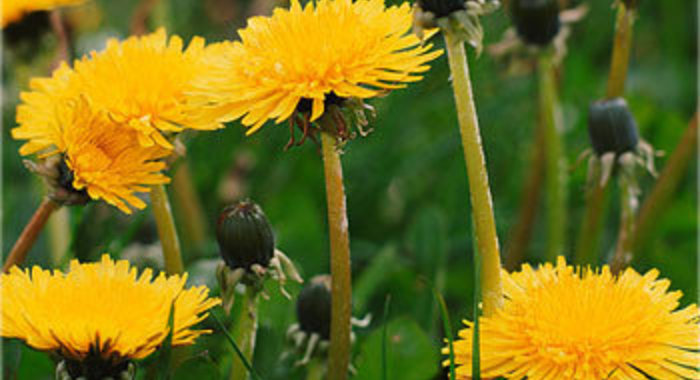 Вино из одуванчиков