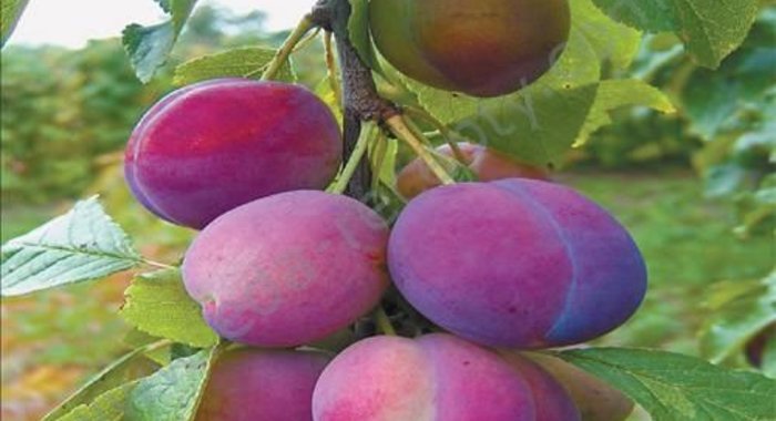 Домашнее вино из слив