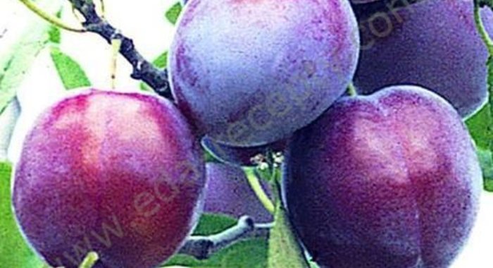 Вино из слив